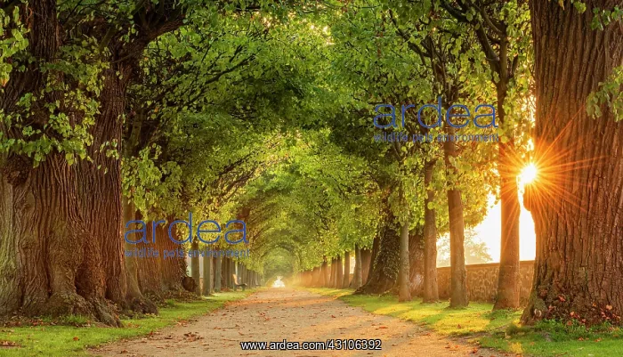 : Sun shines through tunnel-like linden avenue, park : Sun shines through tunnel-like linden avenue, park