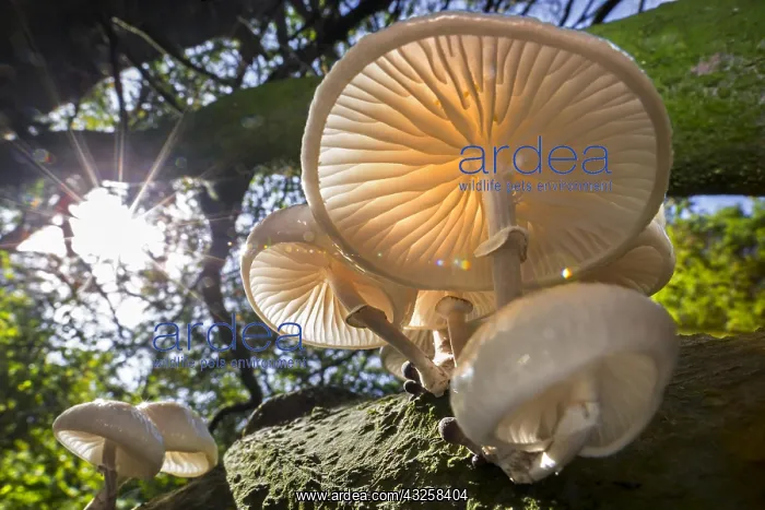 : Sun shining through foliage and porcelain fungus : Sun shining through foliage and porcelain fungus