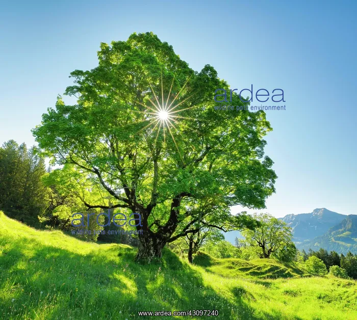 : Sun shining through sycamore maple forming sun star : Sun shining through sycamore maple forming sun star