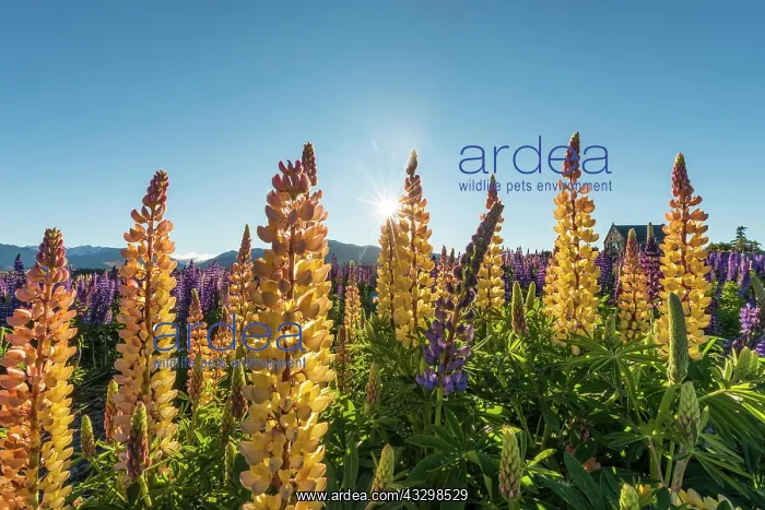 : Sun shining through yellow multi Large-leaved lupines : Sun shining through yellow multi Large-leaved lupines