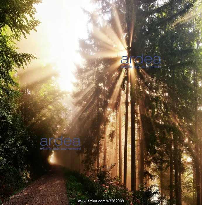 : Sun shinning through forest, path, Tyrol, Austria : Sun shinning through forest, path, Tyrol, Austria