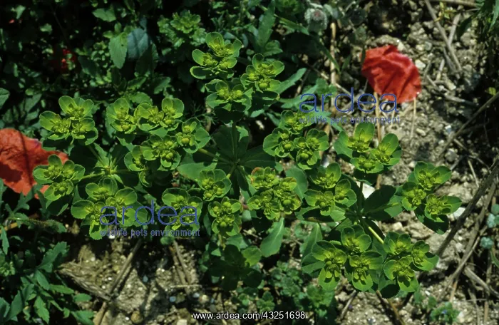 : Sun Spurge Flower : Sun Spurge Flower