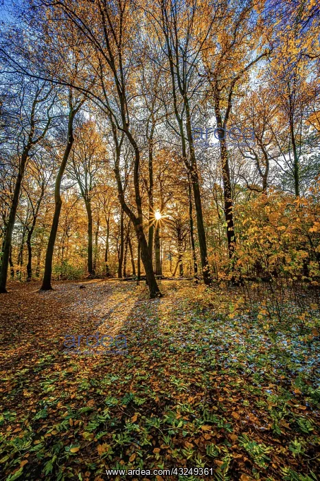 : A sun star in a deciduous forest at sunset in late : A sun star in a deciduous forest at sunset in late