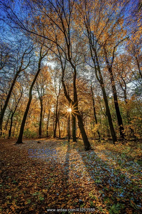 : A sun star in a deciduous forest at sunset in late : A sun star in a deciduous forest at sunset in late