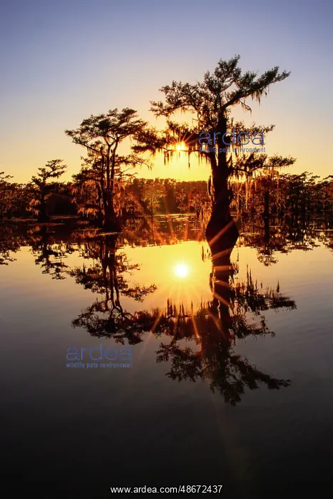 : Sun star and stand of bald cypress trees, silhouetted at : Sun star and stand of bald cypress trees, silhouetted at