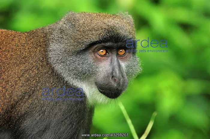 : Sun-tailed Monkey / Sun-tailed Guenon - discovered : Sun-tailed Monkey / Sun-tailed Guenon - discovered