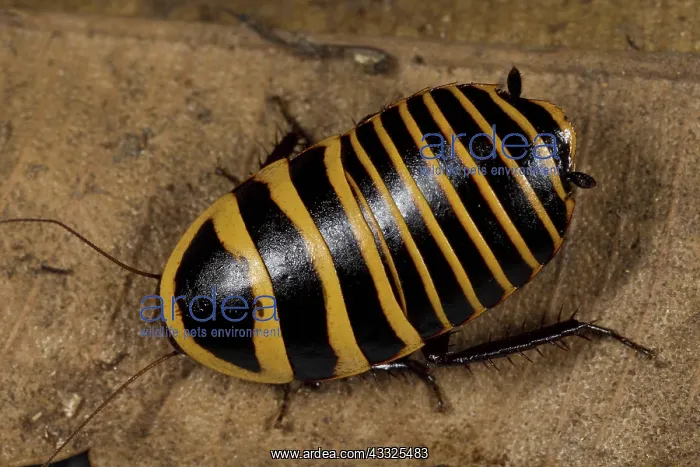  : Sun Tiger Cockroach