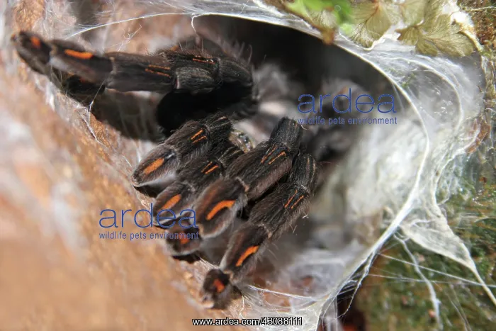 : Sun Tiger Tarantula : Sun Tiger Tarantula
