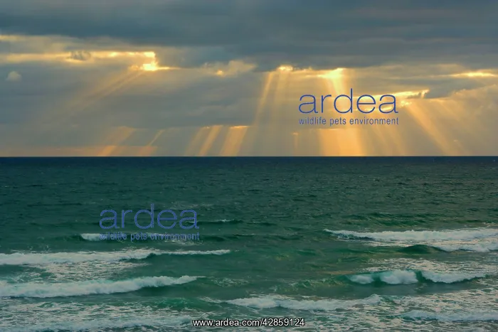 : Sunbeams - beams of light break through a dense : Sunbeams - beams of light break through a dense