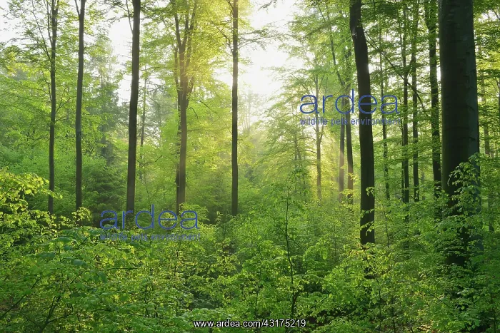 : Sunbeams in Beech Forest, Fagus sylvatica, Spessart : Sunbeams in Beech Forest, Fagus sylvatica, Spessart