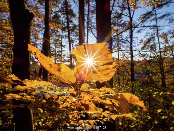 : Sunbeams breaking through autumn leaves in the forest : Sunbeams breaking through autumn leaves in the forest