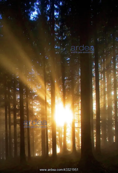 : Sunbeams breaking in the morning mist in the coniferous : Sunbeams breaking in the morning mist in the coniferous