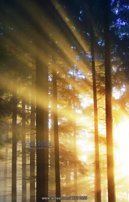 : Sunbeams breaking in the morning mist in the coniferous : Sunbeams breaking in the morning mist in the coniferous
