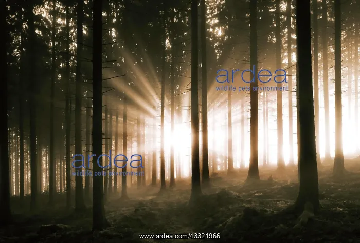 : Sunbeams breaking in the morning mist in the coniferous : Sunbeams breaking in the morning mist in the coniferous