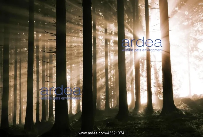  : Sunbeams breaking in the morning mist in the coniferous