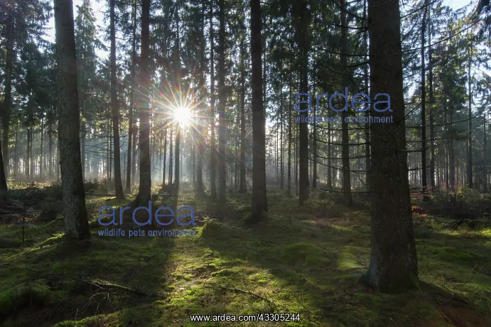 : Sunbeams in a forest - Germany : Sunbeams in a forest - Germany