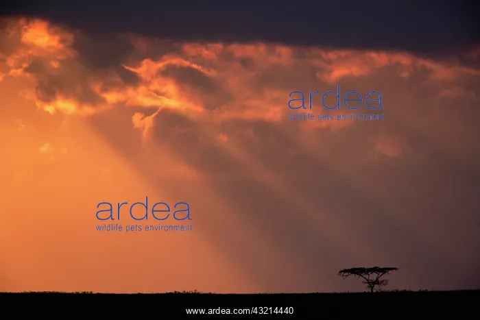 : Sunbeams, Ngorongoro Crater, Tanzania : Sunbeams, Ngorongoro Crater, Tanzania