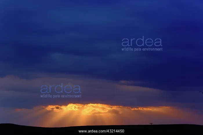 : Sunbeams, Ngorongoro Crater, Tanzania : Sunbeams, Ngorongoro Crater, Tanzania