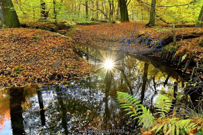 : Sunbeams in the Rotbach in the Hiesfeld Forest : Sunbeams in the Rotbach in the Hiesfeld Forest