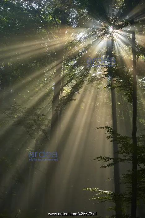 : Sunbeams shining through the dense forest and creating a : Sunbeams shining through the dense forest and creating a