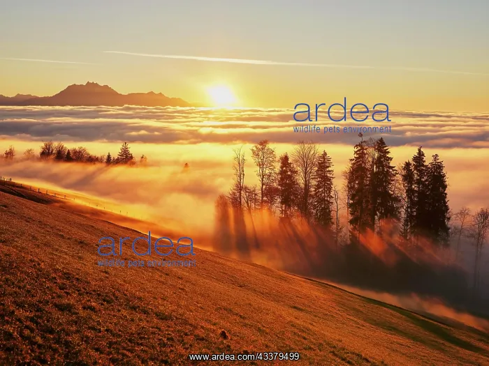 : Sunbeams shining in the mist through a forest in : Sunbeams shining in the mist through a forest in