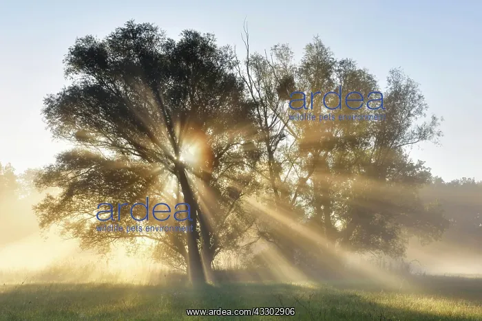 : Sunbeams shining through trees, River Elbe Floodplains : Sunbeams shining through trees, River Elbe Floodplains