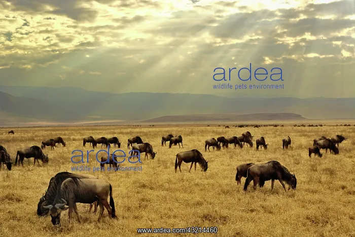 : Sunbeams and Wildebeest, Connochaetes taurinus : Sunbeams and Wildebeest, Connochaetes taurinus