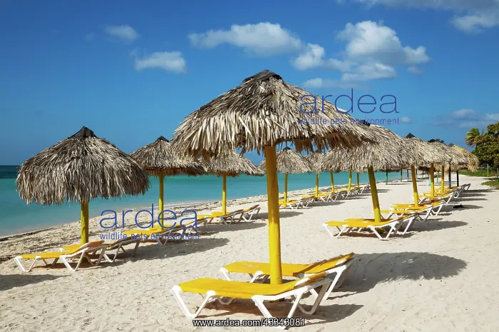 : Sunbeds and thatched parasols at the Playa Ancon : Sunbeds and thatched parasols at the Playa Ancon