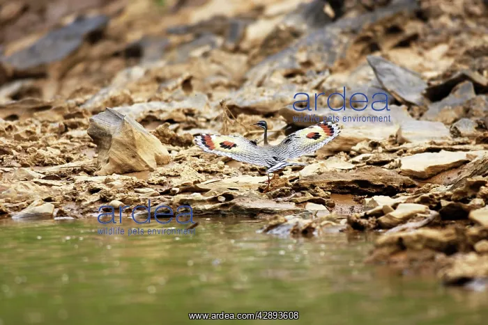 : Sunbittern : Sunbittern