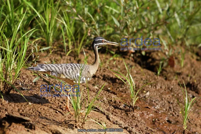 : Sunbittern : Sunbittern