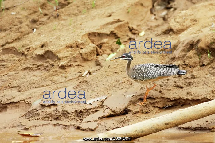 : Sunbittern : Sunbittern