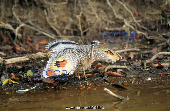 : Sunbittern : Sunbittern