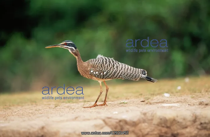 : Sunbittern : Sunbittern
