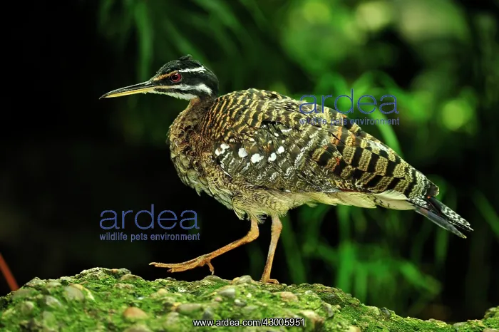  : Sunbittern