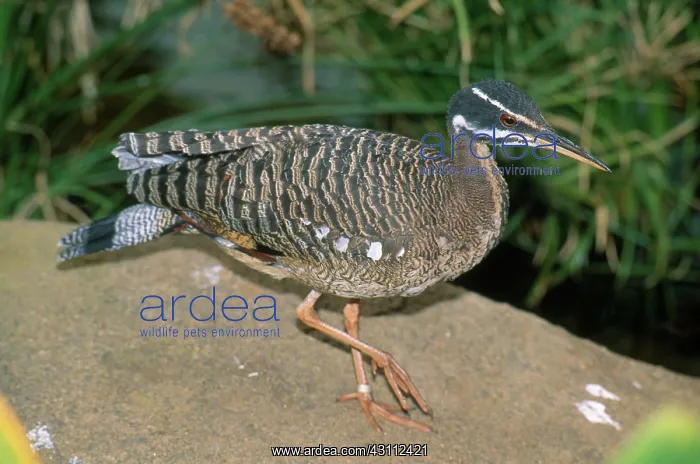 : Sunbittern : Sunbittern