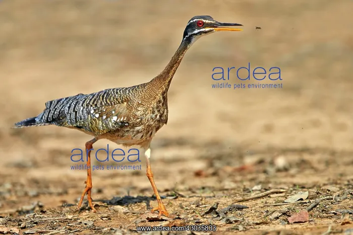 : Sunbittern catching an insect Pantanal area Mato : Sunbittern catching an insect Pantanal area Mato