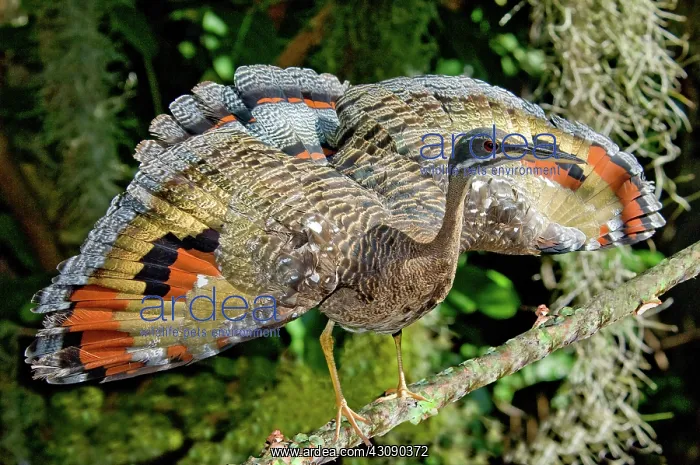 : Sunbittern Displaying : Sunbittern Displaying