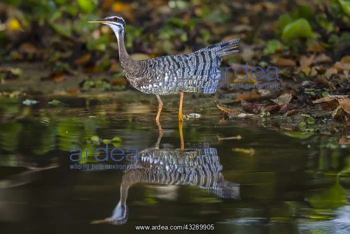  : Sunbittern (Eurypyga helias) adult standing in