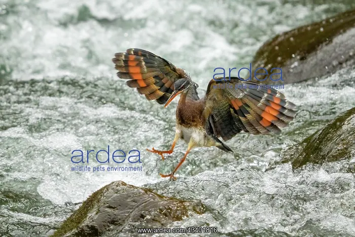 : The sunbittern (Eurypyga helias) is a bittern-like bird of : The sunbittern (Eurypyga helias) is a bittern-like bird of