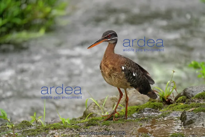 : The sunbittern (Eurypyga helias) is a bittern-like bird of : The sunbittern (Eurypyga helias) is a bittern-like bird of
