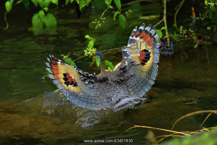 : The sunbittern (Eurypyga helias) is a bittern-like bird of : The sunbittern (Eurypyga helias) is a bittern-like bird of