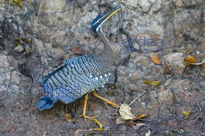 : Sunbittern (Eurypyga helias) portrait, Brazil : Sunbittern (Eurypyga helias) portrait, Brazil