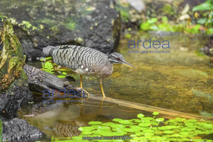 : A sunbittern (Eurypyga helias) walks through a shallow creek in a forest searching for food : A sunbittern (Eurypyga helias) walks through a shallow creek in a forest searching for food