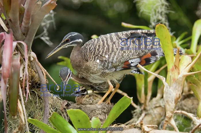 : Sunbittern Family : Sunbittern Family