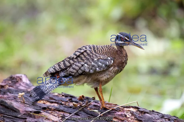 : Sunbittern Los llanos, Venezuela : Sunbittern Los llanos, Venezuela
