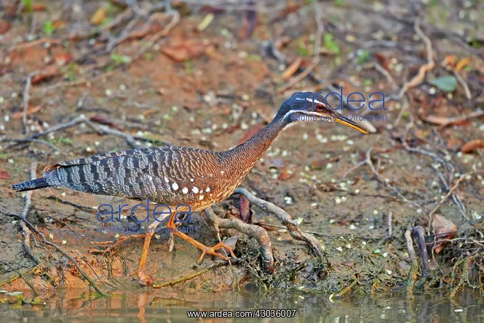 : Sunbittern Pantanal area Mato Grosso Brazil South America : Sunbittern Pantanal area Mato Grosso Brazil South America