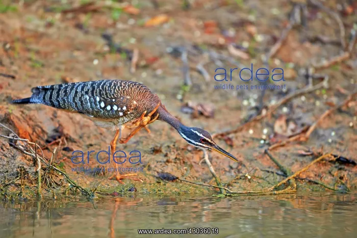 : Sunbittern Pantanal area Mato Grosso Brazil South America : Sunbittern Pantanal area Mato Grosso Brazil South America