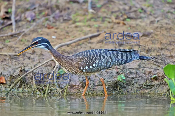 : Sunbittern Pantanal area Mato Grosso Brazil South America : Sunbittern Pantanal area Mato Grosso Brazil South America