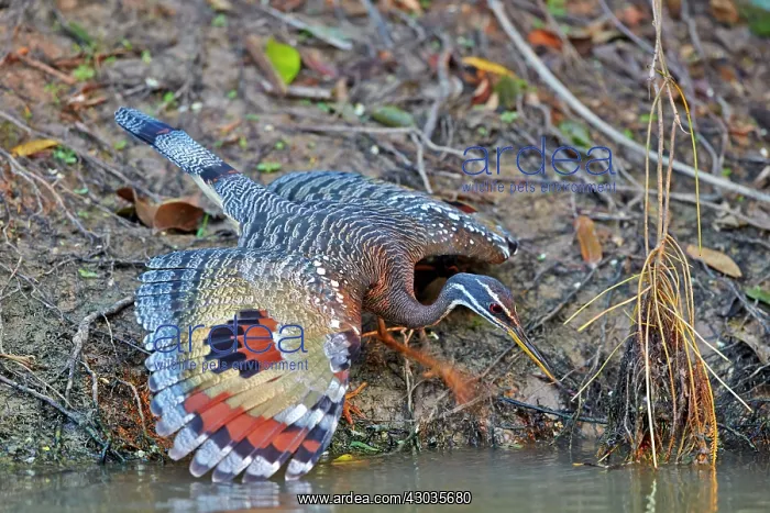 : Sunbittern with wings fully spread showing bright : Sunbittern with wings fully spread showing bright