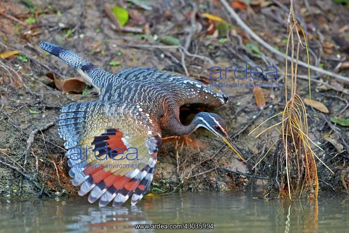 : Sunbittern with wings fully spread showing bright : Sunbittern with wings fully spread showing bright